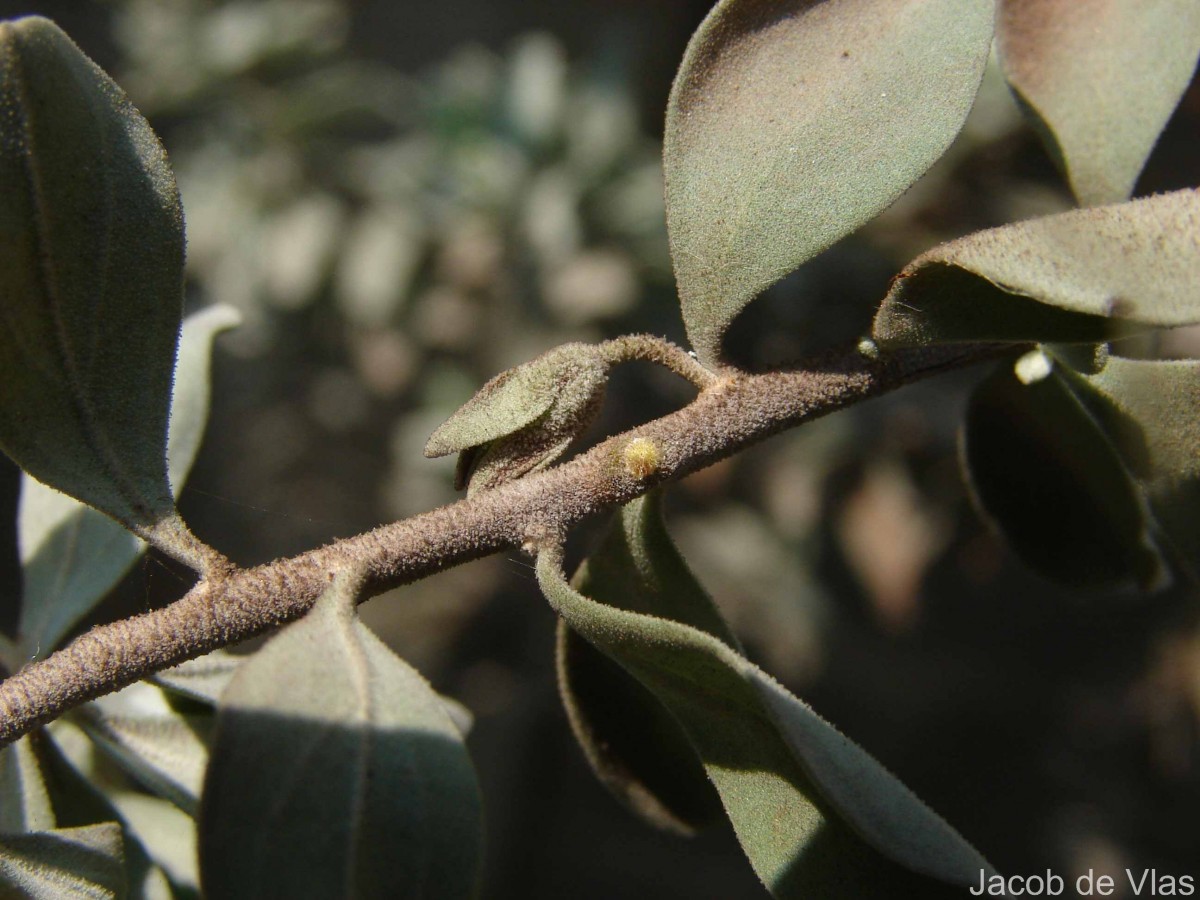 Leucophyllum frutescens (Berland.) I.M.Johnst.